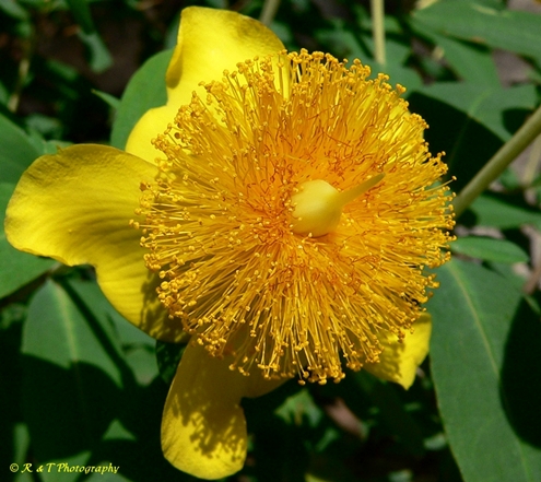{Hypericum frondosum}